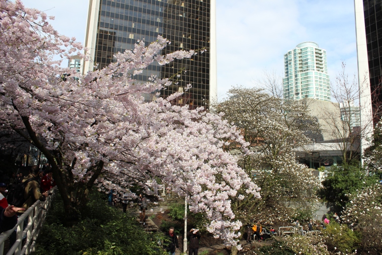 加拿大旅遊 溫哥華景點 溫哥華賞櫻 溫哥華櫻花節 VCBF Vancouver Cherry Blossom Festival