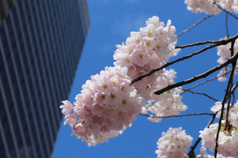加拿大旅遊 溫哥華景點 溫哥華賞櫻 溫哥華櫻花節 VCBF Vancouver Cherry Blossom Festival