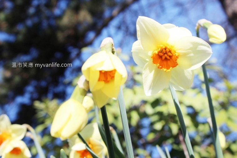 溫哥華旅遊推薦春天賞花繽紛燦爛的水仙花
