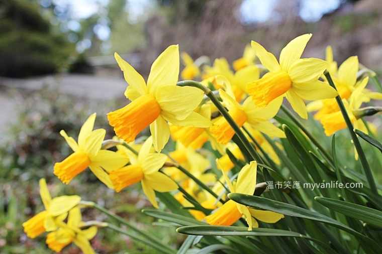 溫哥華旅遊推薦春天賞花繽紛燦爛的水仙花