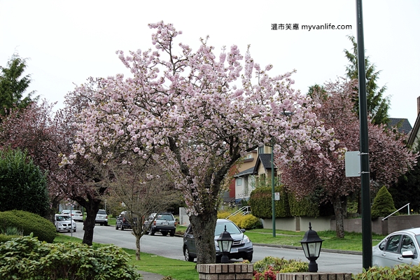 加拿大旅遊 溫哥華旅遊 溫哥華賞櫻 御車返櫻 Vancouver Cherry Blossom Mikuruma-gaeshi