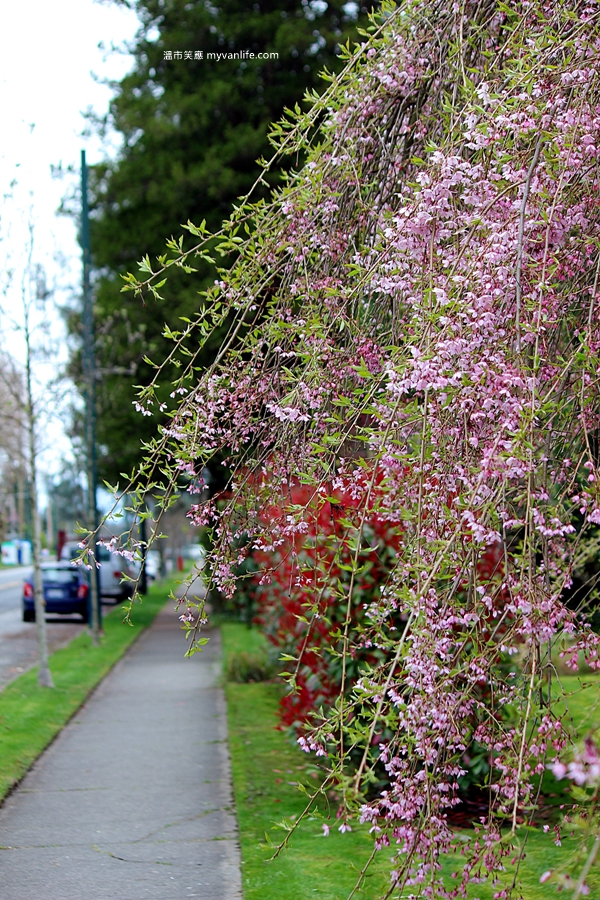 加拿大旅遊 溫哥華旅遊 溫哥華賞櫻 紅枝垂櫻 八重垂櫻 Vancouver Cherry Blossom