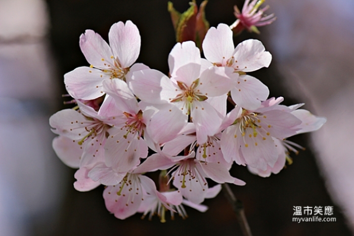 加拿大溫哥華旅遊春季溫哥華賞櫻Pandora Cherry Blossom 潘朵拉櫻 賞櫻攻略
