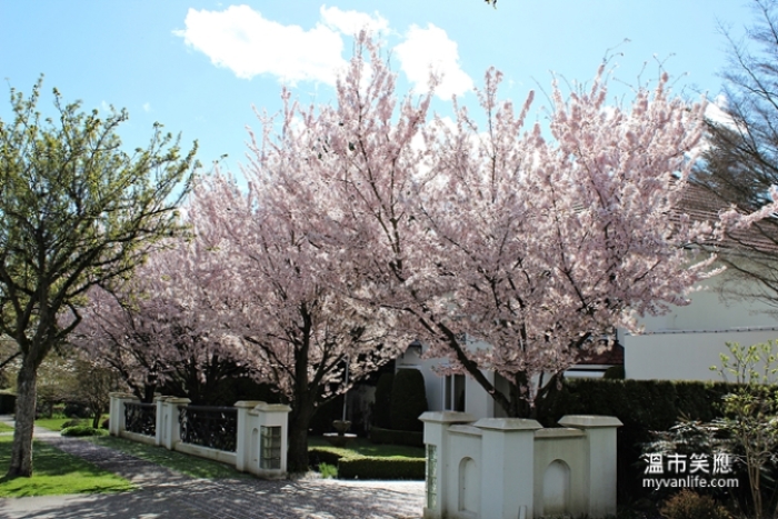 加拿大溫哥華旅遊春季溫哥華賞櫻Pandora Cherry Blossom 潘朵拉櫻 賞櫻攻略